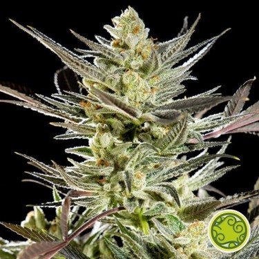View Fruity Jack/Jack El Frutero planta de marihuana