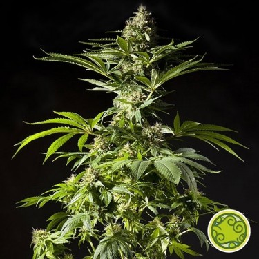 View Tropimango planta de marihuana