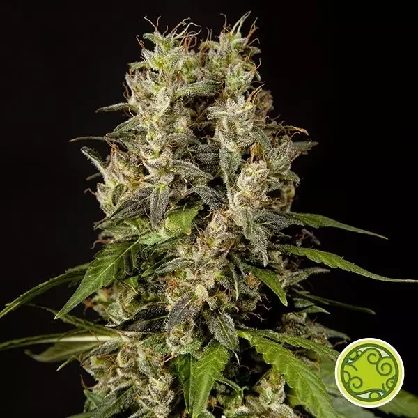 Sicht Sweet Love planta de marihuana