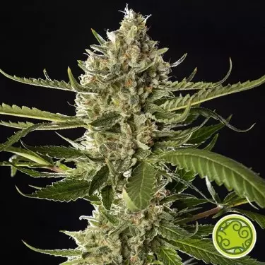 Lemon OG Candy von Philosopher Seeds - Günstig anbauen