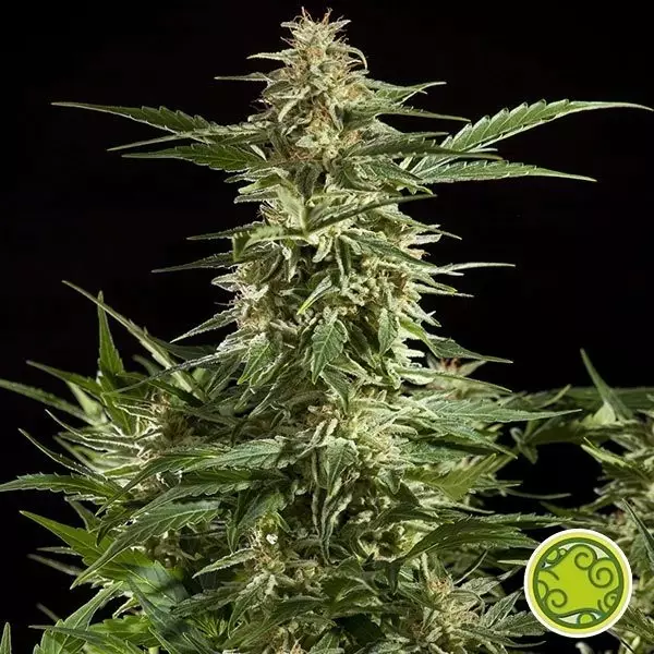Sicht Lemon Auto CBD planta de marihuana