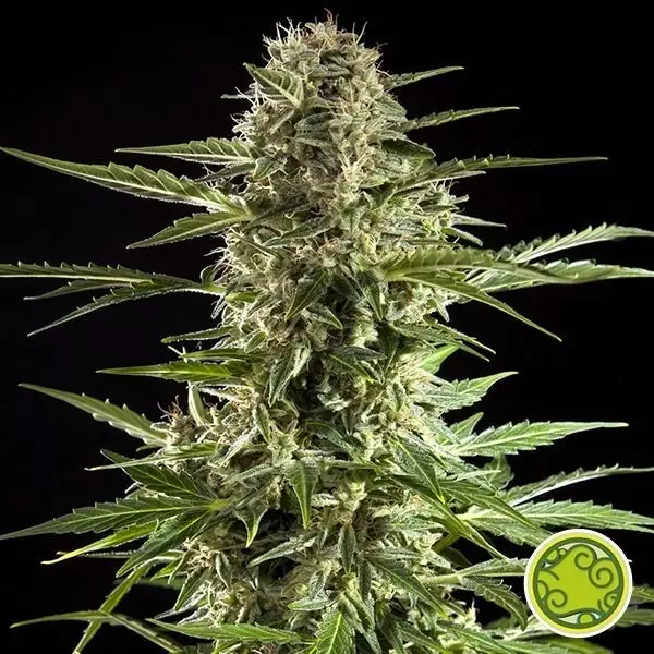 Sicht Cheesy Auto CBD planta de marihuana
