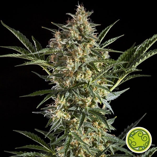 View Sleepy Yoda Auto von Philosopher Seeds - Billig Wachsen