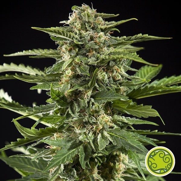 View Cheesy Auto planta de marihuana