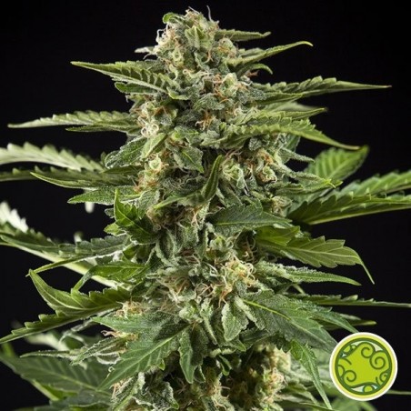 Cheesy Auto planta de marihuana