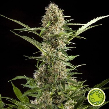 View White Yoda Auto planta de marihuana