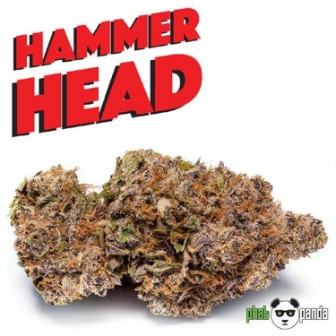 Hammerhead von Phat Panda. Feminisierte Samen - Günstig anbauen