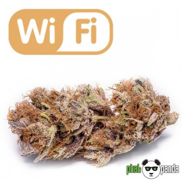 Wi-Fi von Phat Panda. Feminisierte Varietät - Günstig anbauen