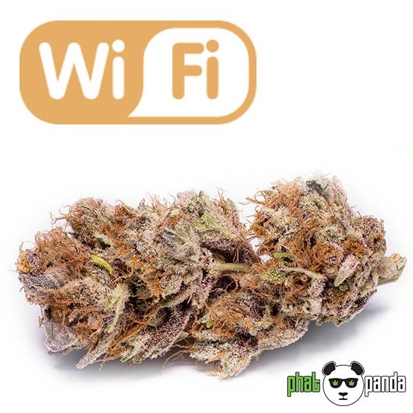 View Wi-Fi von Phat Panda. Feminisierte Varietät - Günstig anbauen