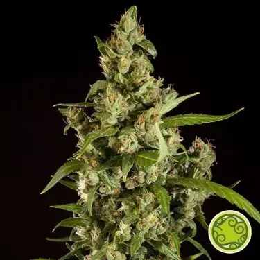 Jamaican Blueberry BX von Philosopher Seeds - Günstig anbauen