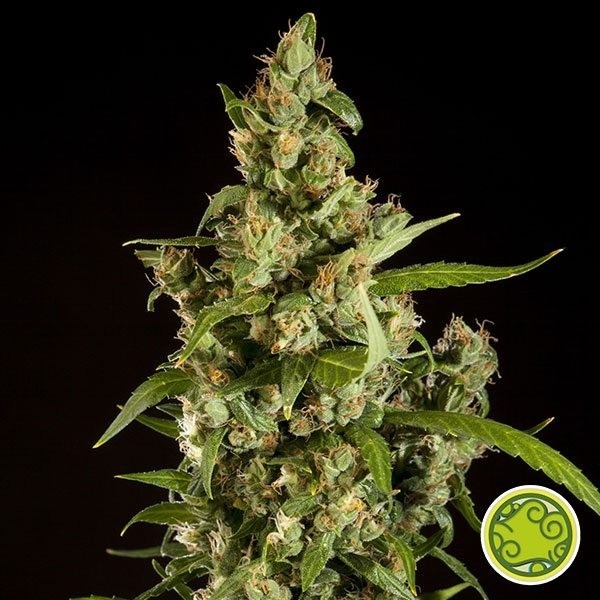 View Jamaican Blueberry BX von Philosopher Seeds - Günstig anbauen