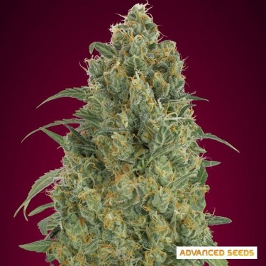 View Auto Strawberry Gum