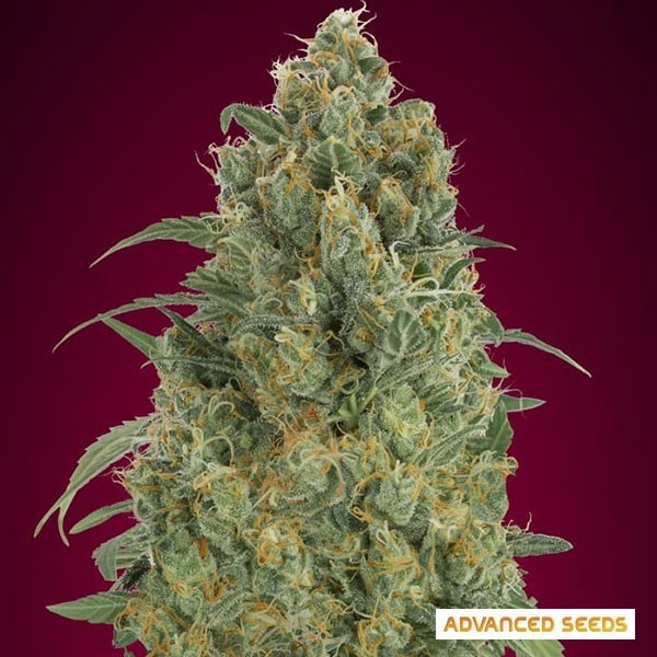 View Auto Strawberry Gum