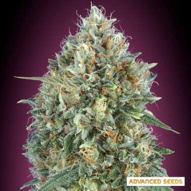 View Auto Gelato 33