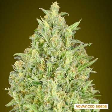 View Auto Pineapple Glue von Advanced Seeds - GB