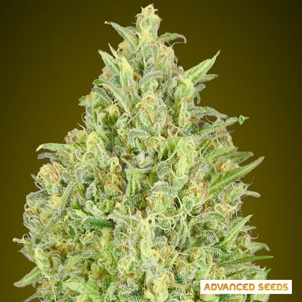 View Auto Pineapple Glue von Advanced Seeds - GB