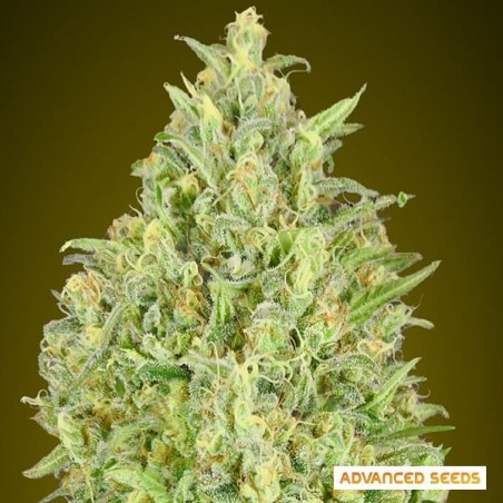 Auto Pineapple Glue von Advanced Seeds - GB