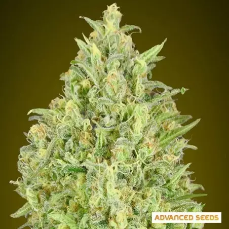 Auto Pineapple Glue von Advanced Seeds - GB