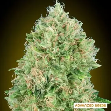 Pineapple Glue feminisierte von Advanced Seeds - GB The Green Brand