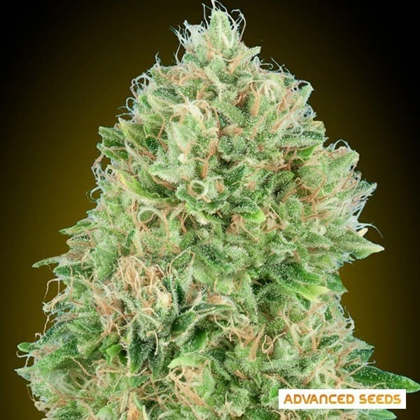 View Pineapple Glue feminisierte von Advanced Seeds - GB The Green Brand