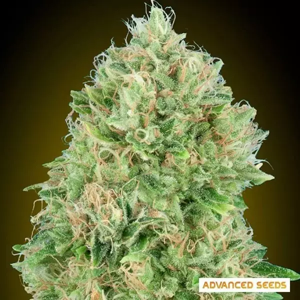 Sicht Pineapple Glue feminisierte von Advanced Seeds - GB The Green Brand