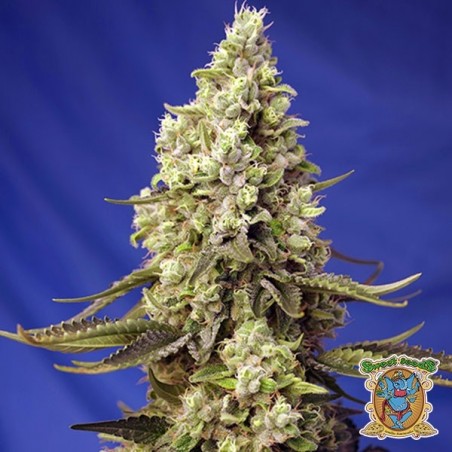 Runtz XL Auto Sweet Seeds Autoflorierend - Günstiges Wachstum