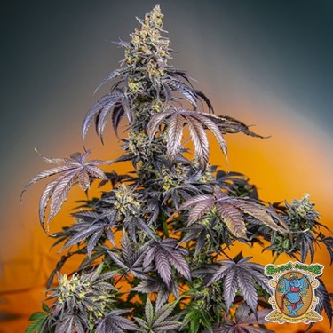 Red Gorilla Girl XL Auto