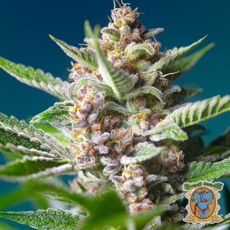 Purple Punch OG von Sweet Seeds - Günstig anbauen