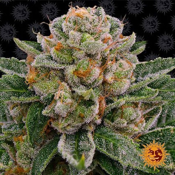 View Skywalker OG Auto von Barneys Farm kaufen - DE