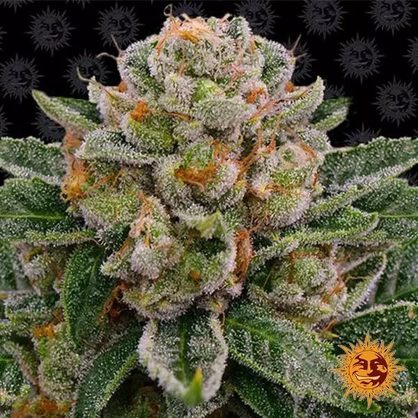 Skywalker OG Auto von Barneys Farm kaufen - DE