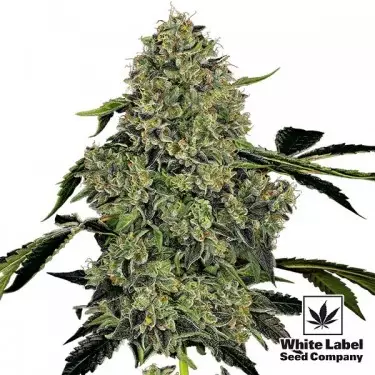 OG Kush Automatic