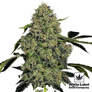 View OG Kush Automatic