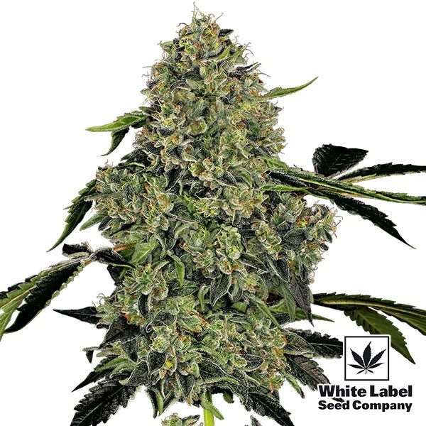 View OG Kush Automatic