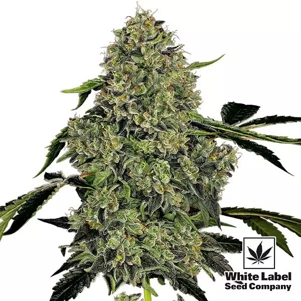 Sicht OG Kush Automatic