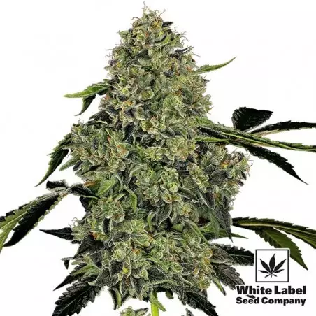 OG Kush Automatic