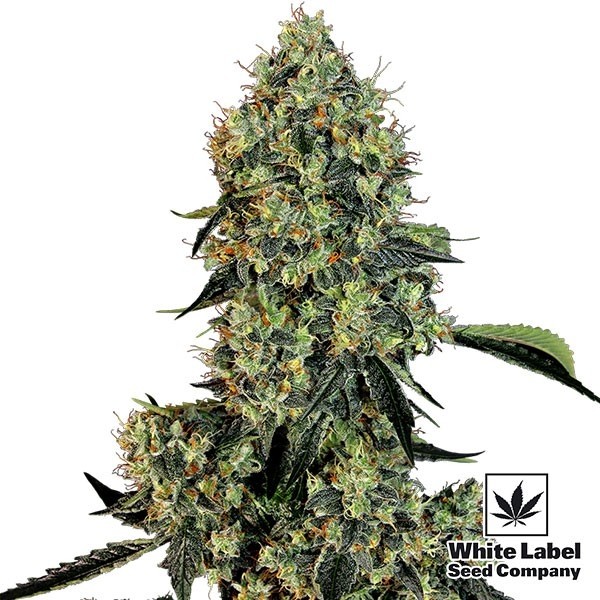 View OG Kush