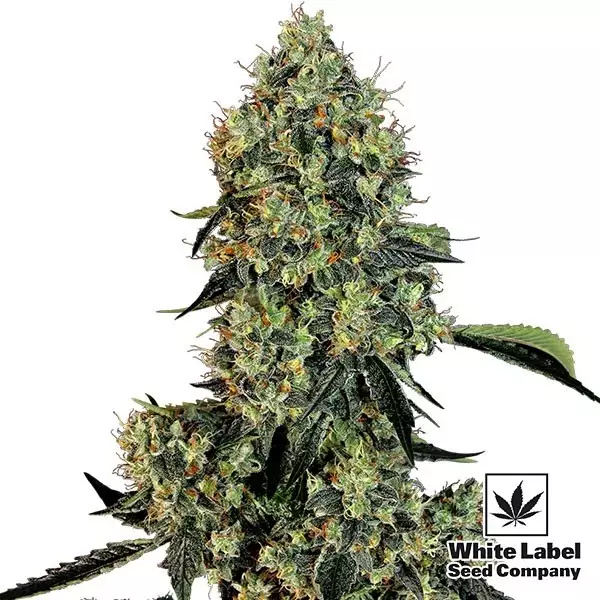 Sicht OG Kush