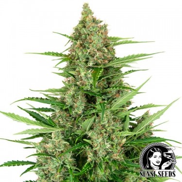 View Banana Kush Cake Auto