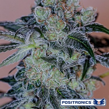 View Crazy Lazy von Positronics Seeds kaufen - Grow Barato
