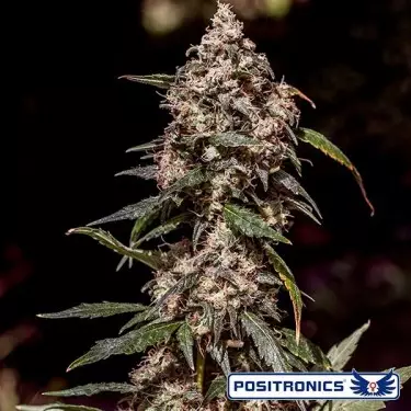 CBD+ 1:20 vom Positronics Samen Bank kaufen - Günstig Grow
