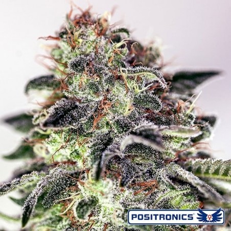 Sticky Dream Marihuana-Pflanze