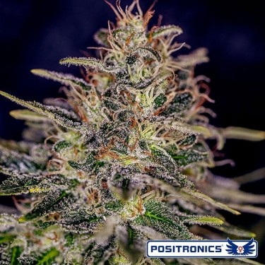 View Lemon Trip planta de marihuana