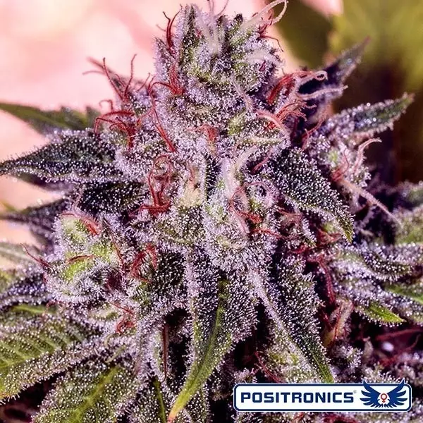 Sicht Gordo Master Kush