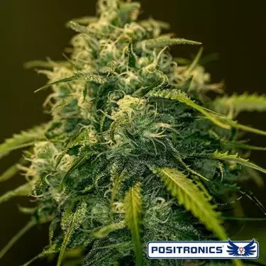 CBD+ Jack Diesel planta de marihuana