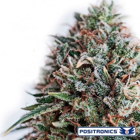 CBD + Critical 47 von Positronics feminisiert - Günstig anbauen
