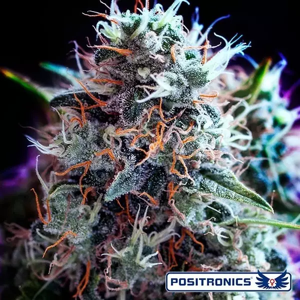 Sicht CBD+ Black Widow planta de marihuana