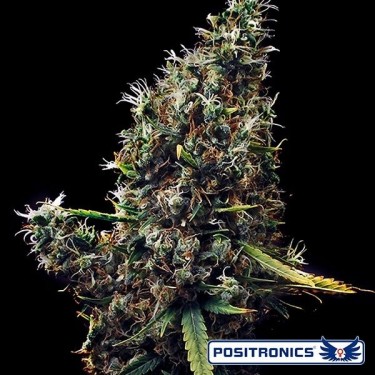 View Cum Laude Marihuana-Pflanze