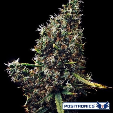 Cum Laude Marihuana-Pflanze