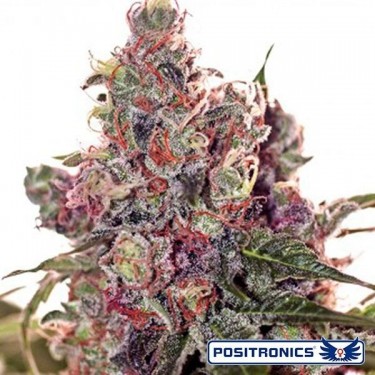 Grapefruit von Positronics feminisiert - Billig Wachsen