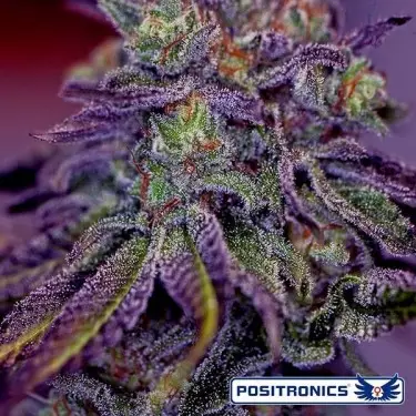 Blue Rhino von Positronics feminisiert - Günstig anbauen